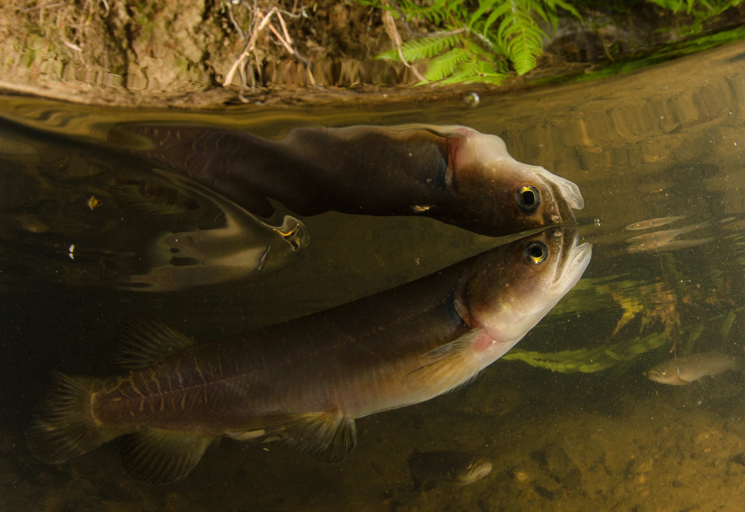 DSC_5403 – Banded, kokopu, Galaxias, fasciatus, home, kaiatea, stream, Crispin, new, zealand, new zealand, freshwater, streams, stream, rivers, galaxid